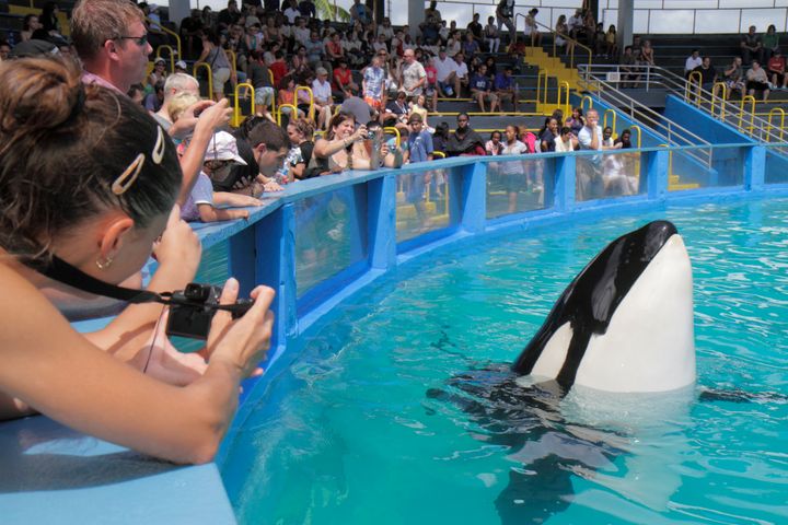 An audience watches Lolita the orca perform.