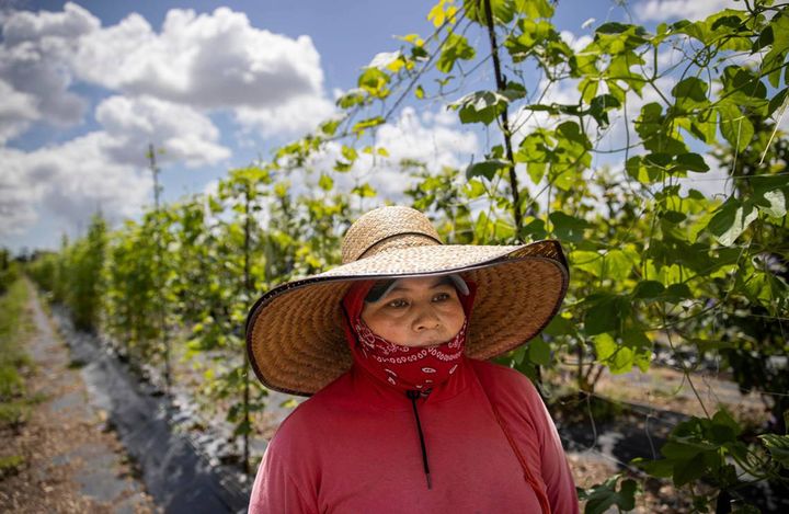 Cristina Gomez looks on while working at a farm on April 21, 2023, in Homestead, Florida. (Matias J. Ocner/Miami Herald/Tribune News Service via Getty Images)