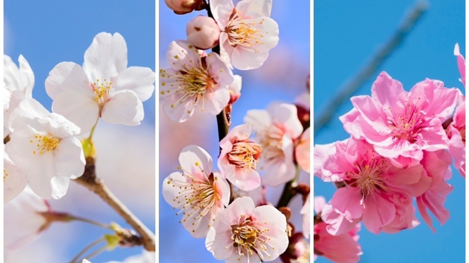 知ってる？桜・梅・桃の見分け方。ポイントは“あの”部分。花見に役立つ 