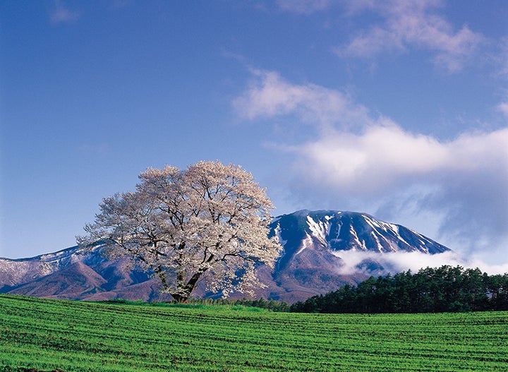 小岩井農場の一本桜【岩手県】