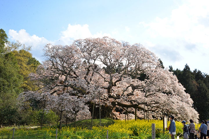 吉高の大桜【千葉県】