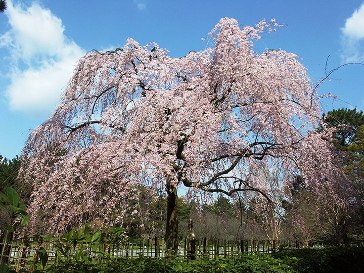 出水のしだれ桜【京都府】