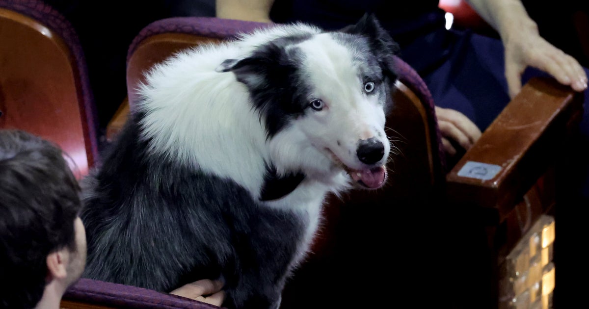 'Anatomy Of A Fall' Star Messi Inspires Some Doggone Hilarious Memes At 2024 Oscars