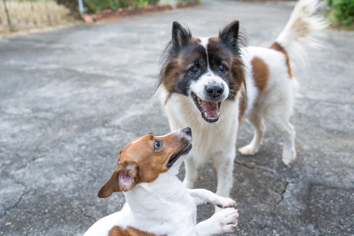 'I’m not trying to pay your vet bills because your dog cornered my dog.'