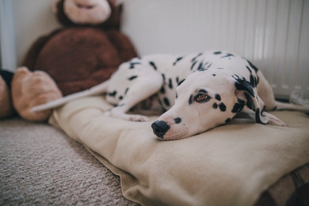 Why have a dog if you don't walk them, some asked. 