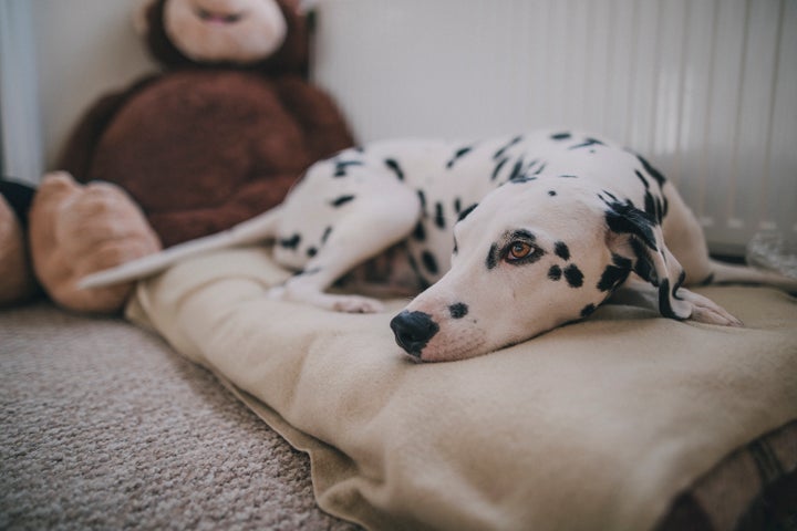 Einige haben gefragt, warum man einen Hund hat, wenn man nicht mit ihm Gassi geht. 