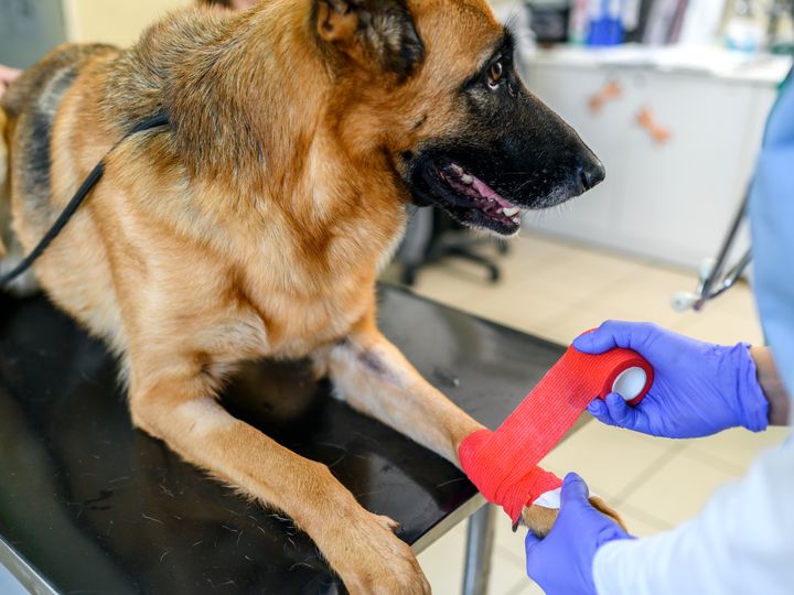 If you have a reactive dog, one vet tech said to consider a muzzle before bringing them into the clinic. 