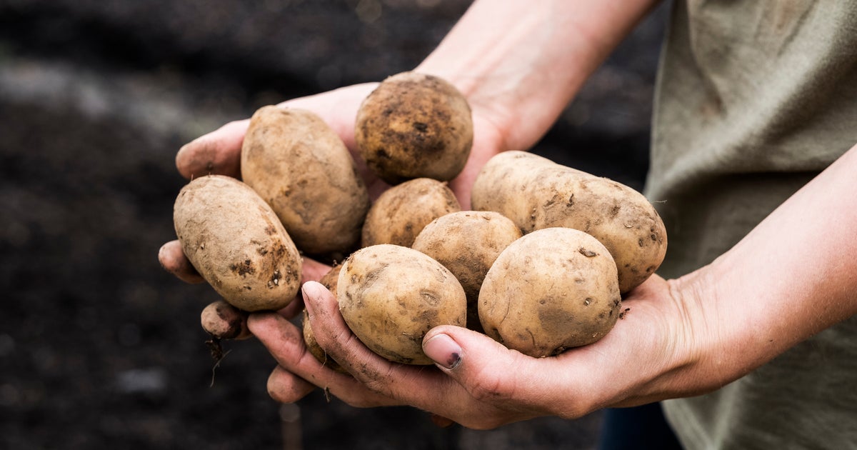 This Is The Best Time To Start Planting Potatoes In The UK - Vimarsana News