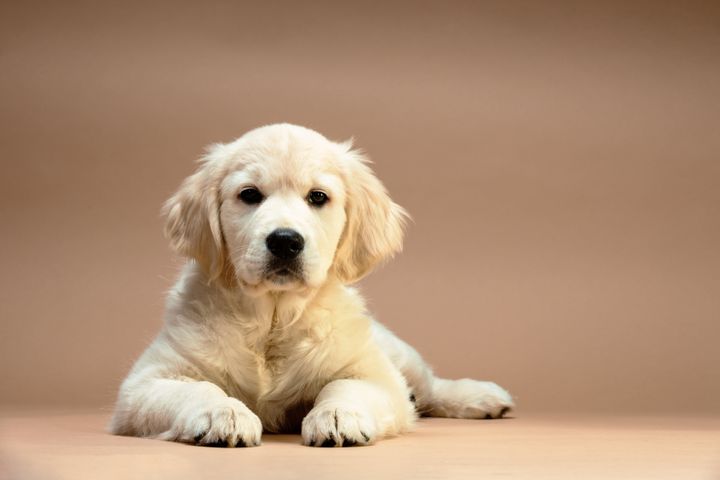 Portrait of a golden retriever dog.