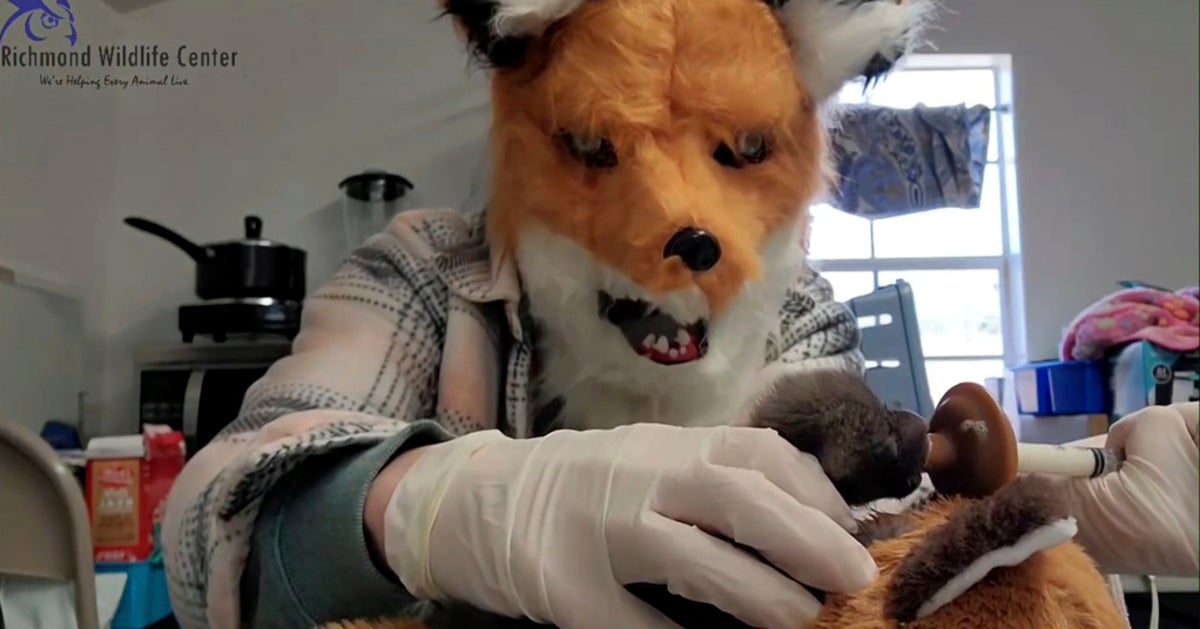 Virginia Wildlife Center Staff Wear Fox Masks While Caring For Orphaned Kit