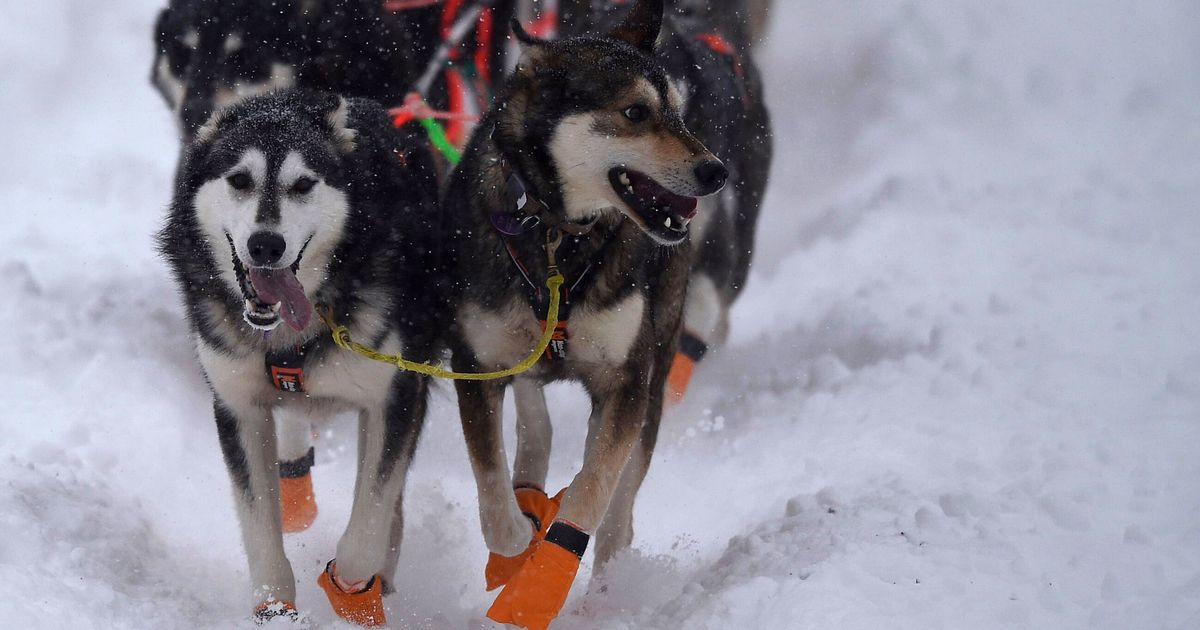 Multiple Dog Deaths At 2024 Iditarod Reignite Pleas To End The Annual Race