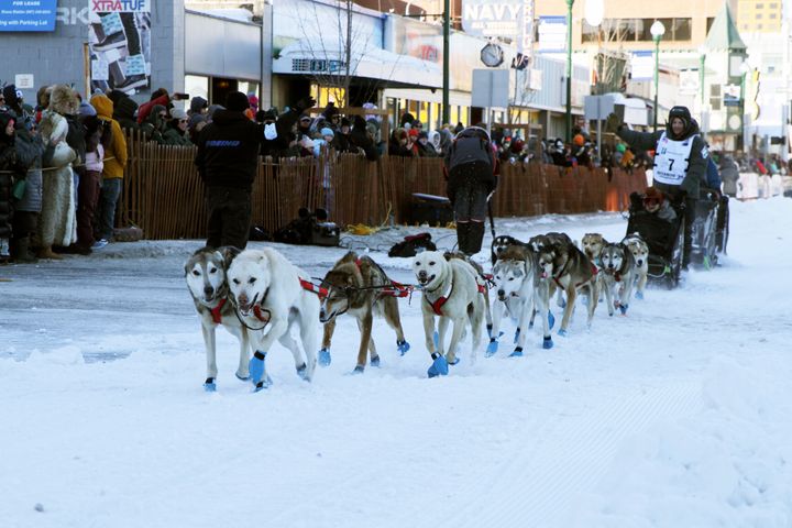 Dallas Seavey (7), of Talkeetna, Alaska, won the 2024 race, which was marred by several dog deaths.