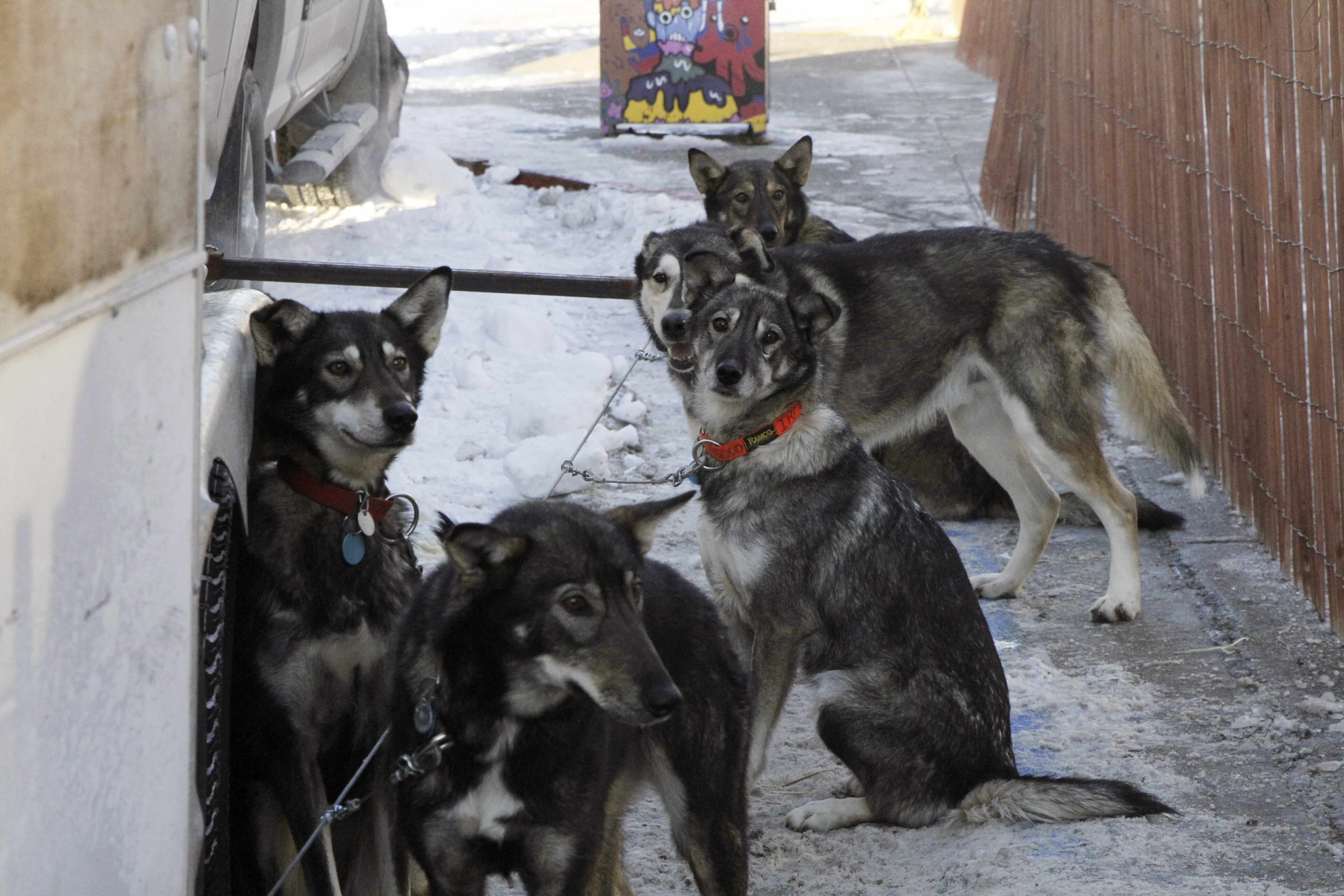 Multiple Dog Deaths At 2024 Iditarod Reignite Pleas To End The Annual   65f3316a2500003200944bd0 