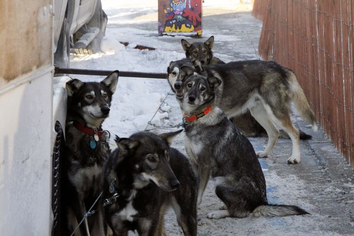 A sled-dog team waits to be hooked up to their sled for the 2024 Iditarod.