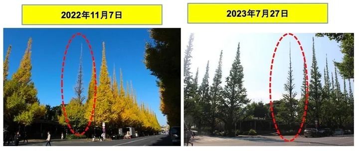 日本イコモスが発表した、活力度「D」と評価されたいちょうの2022年11月7日と2023年7月27日の比較画像。2023年は7月時点で上半分が葉を落とした