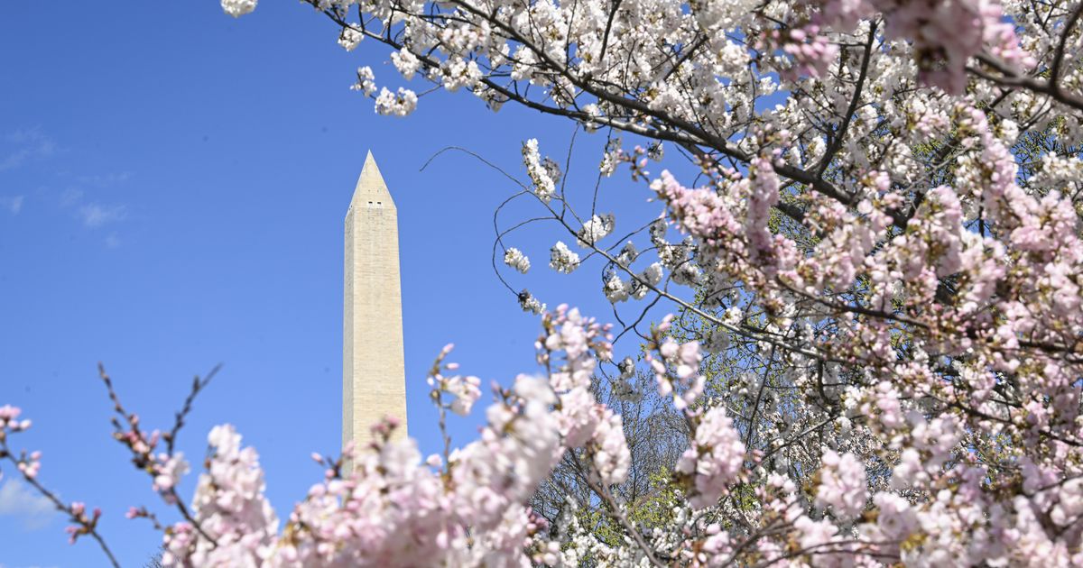 Cherry Blossoms Bloom Early In D.C.