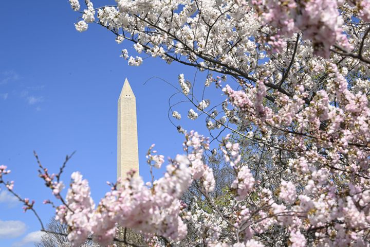 A view of Washington Monument as visitors enjoy the cherry blossom trees in peak bloom at the Tidal Basin in Washington, D.C., on Monday, March 18. 