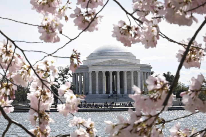 A view of Jefferson Memorial as visitors enjoy the cherry blossom trees in peak bloom.