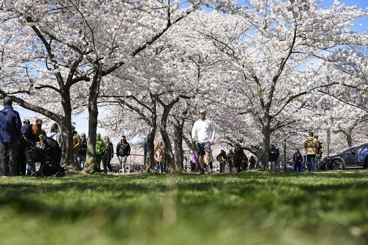 Visitors enjoy the cherry blossom trees in peak bloom at the Tidal Basin on March 18.