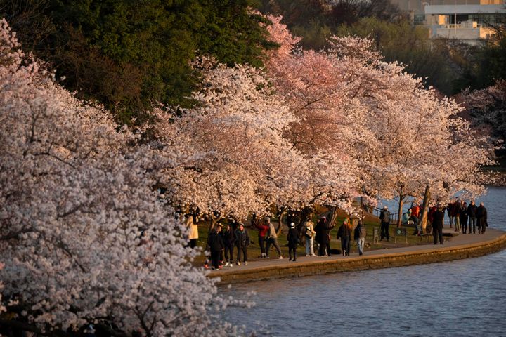 Visitors walk beneath cherry blossoms on March 18.