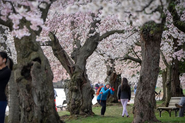 A visitor takes a photo amid cherry blossoms, which enter their peak bloom this week, on March 18.