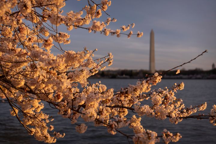 The Washington Monument is seen from the Tidal Basin amid cherry blossoms on March 18.