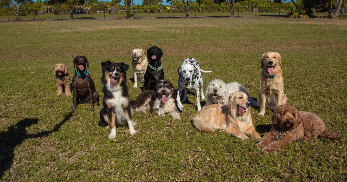 And The Most Popular Dog Breed In The U.S. Is ...