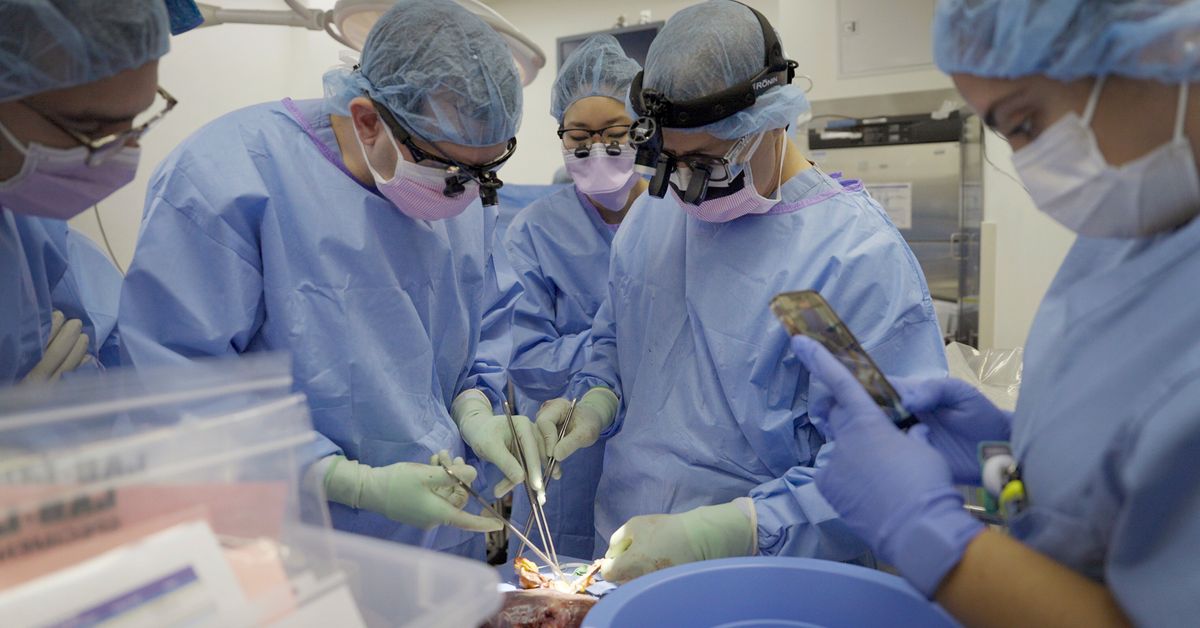 U.S. Surgeons Transplant Gene-Edited Pig Kidney Into A Patient For The First Time