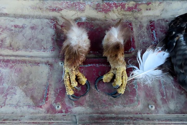 This image provided by the US Attorney for the District of Montana from a court document shows golden eagle feet that law enforcement officers recovered from the vehicle of a Washington state man charged with federal wildlife trafficking violations.