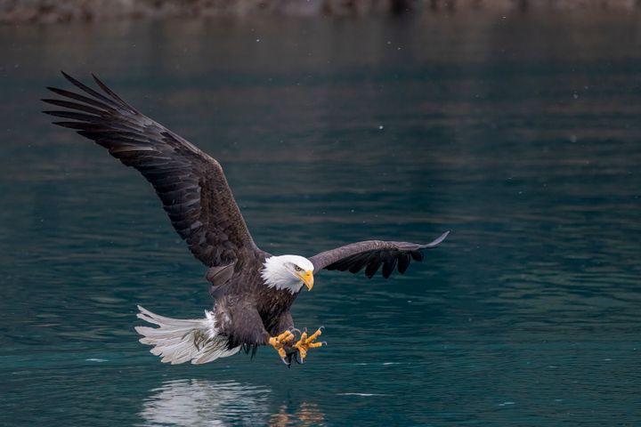 A bald eagle catching fish in Alaska.