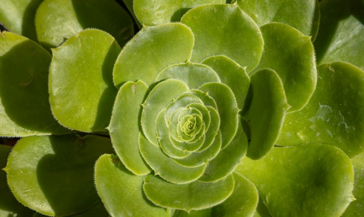 Close-up of green Aeonium tabulaeforme with all leaves open