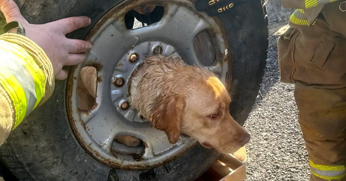 NJ Firefighters Rescue Yellow Labrador Stuck In Spare Tire