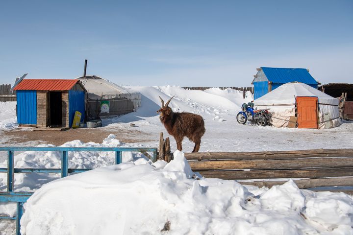 This picture, taken on Feb. 22, 2024, shows a goat standing next to a traditional ger tent amid extremely cold weather conditions in Bayanmunkh, in Mongolia's Khentii province.