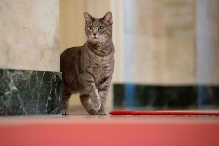“Willow the White House Cat” tells the story of how the short-haired tabby ended up at 1600 Pennsylvania Ave.