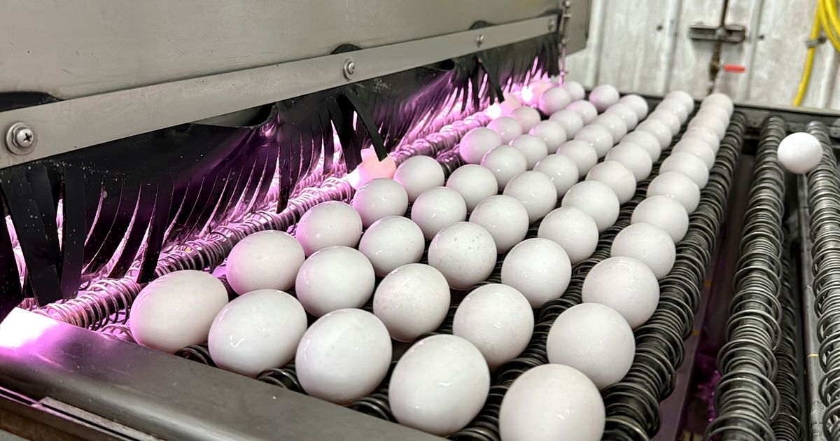 Norwegians Hoarding Swedish Eggs For Easter Amid Holy Week Shortage
