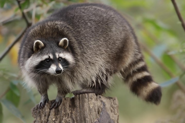 なぜその歩き方なの?野生のアライグマのユニークな姿にびっくりの声 | ハフポスト WORLD