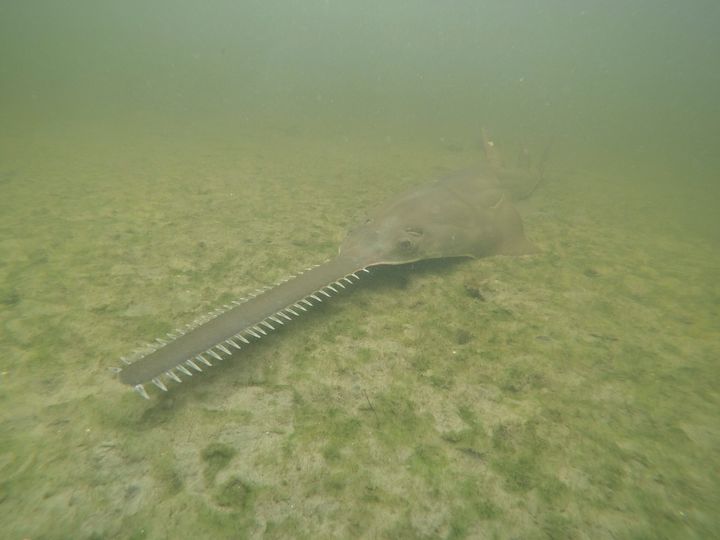 This image provided by NOAA shows a smalltooth sawfish. Endangered smalltooth sawfish, marine creatures virtually unchanged for millions of years, are exhibiting erratic spinning behavior and dying in unusual numbers in Florida waters.