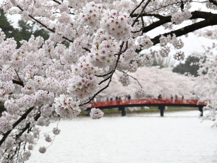 弘前公園の桜