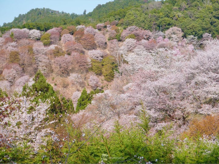 吉野山の桜