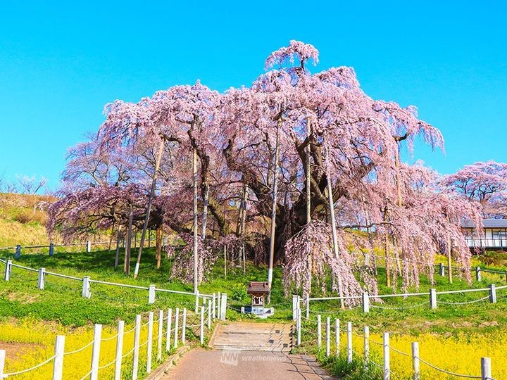 三春滝桜 写真提供：(株)三春まちづくり公社