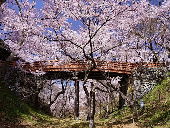 高遠城址公園の桜