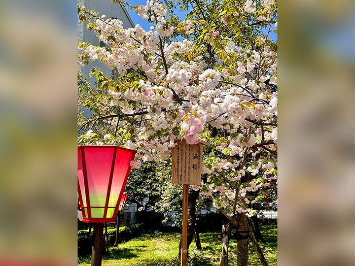 造幣局 桜の通り抜けの桜