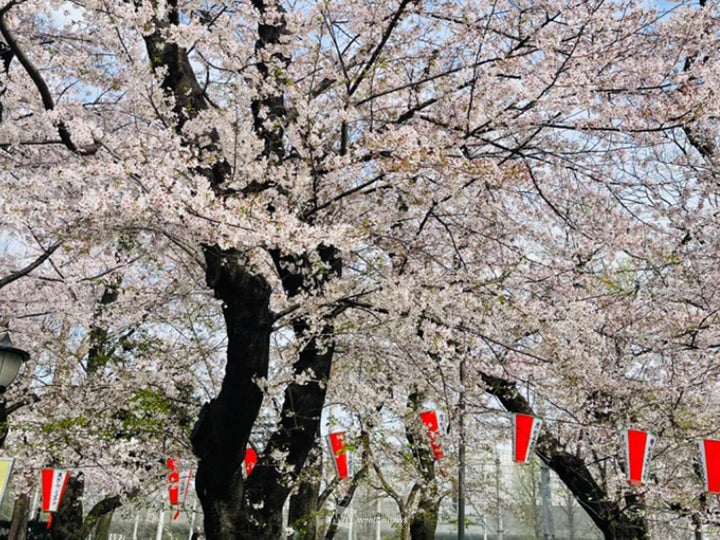 上野公園の桜