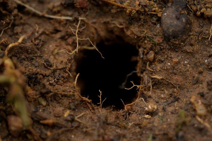Μια τρύπα από τζιτζίκια φαίνεται στο χώμα μετά από μια δυνατή βροχή στην πανεπιστημιούπολη του κολεγίου Wesleyan στο Macon, Ga., Τετάρτη 27 Μαρτίου 2024. Τα τζιτζίκια σκάβουν προληπτικά σήραγγες στην επιφάνεια πριν ακόμα είναι έτοιμα να αναδυθούν.