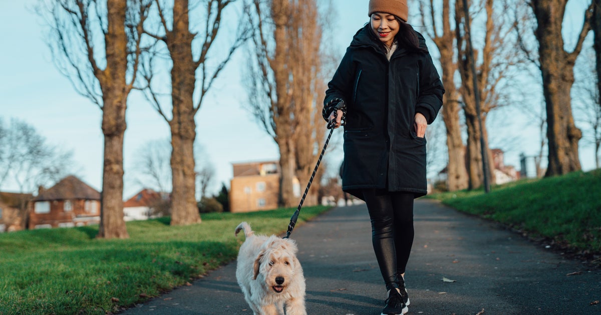 The One Essential Activity Every Dog Owner Should Do While Walking Their Pet The One Essential Activity Every Dog Owner Should Do While Walking Their Pet