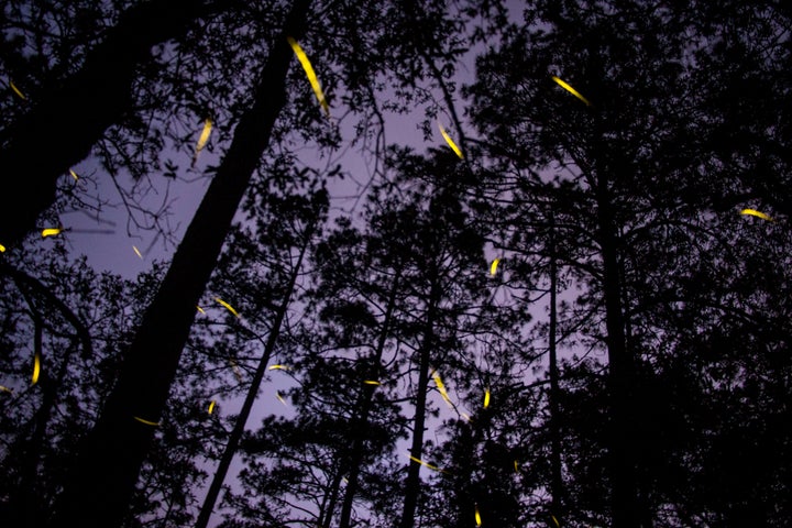 Le lucciole volano in una riserva naturale a Nanacamilpa, in Messico.  Le persone hanno documentato di aver visto gli insetti luminescenti volare in giro quando il cielo si oscura durante un'eclissi totale.