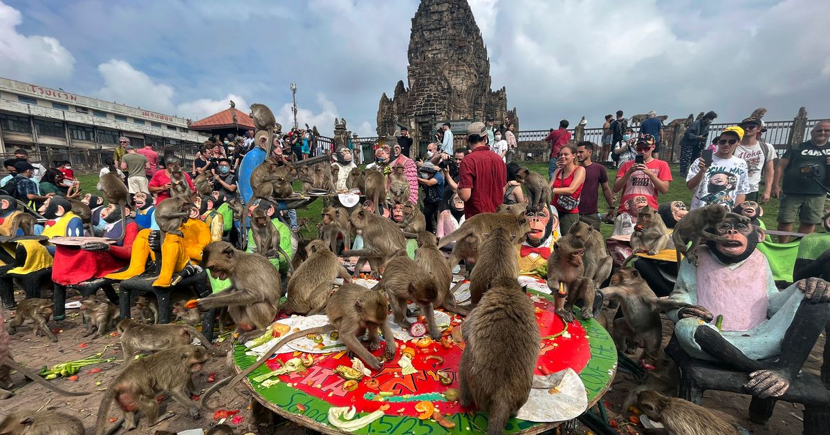Monkey Mayhem Could Soon Be A Thing Of The Past In Central Thai City