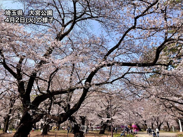 埼玉県・大宮公園 桜の様子(4月2日)