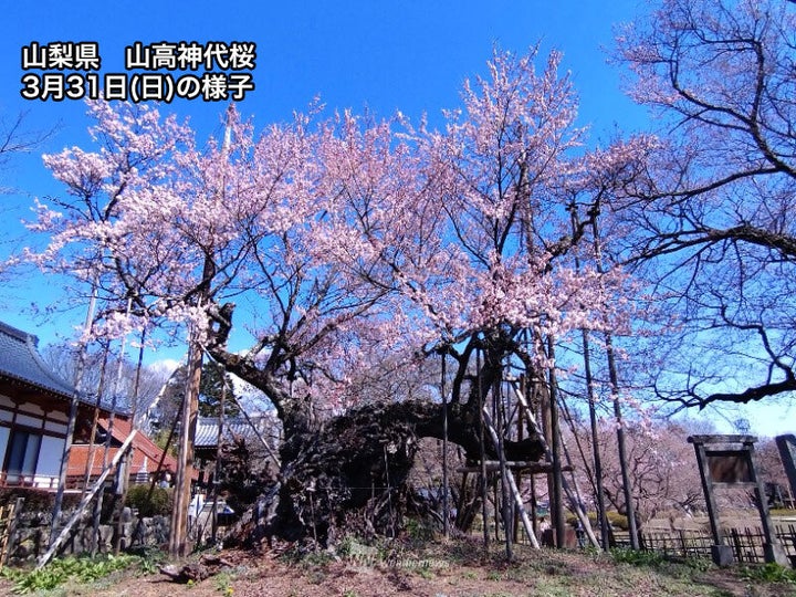 山梨県・山高神代桜 桜の様子(3月31日)