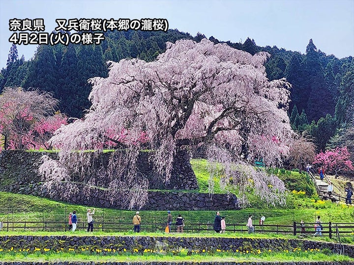 奈良県・又兵衛桜(本郷の瀧桜) 桜の様子(4月2日)